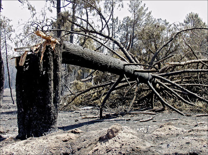 Foto de Alto Tajo (Guadalajara), España