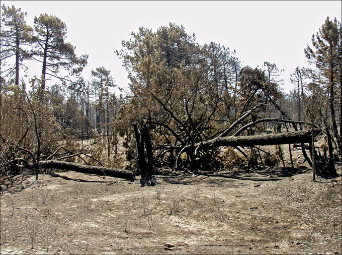 Foto de Alto Tajo (Guadalajara), España