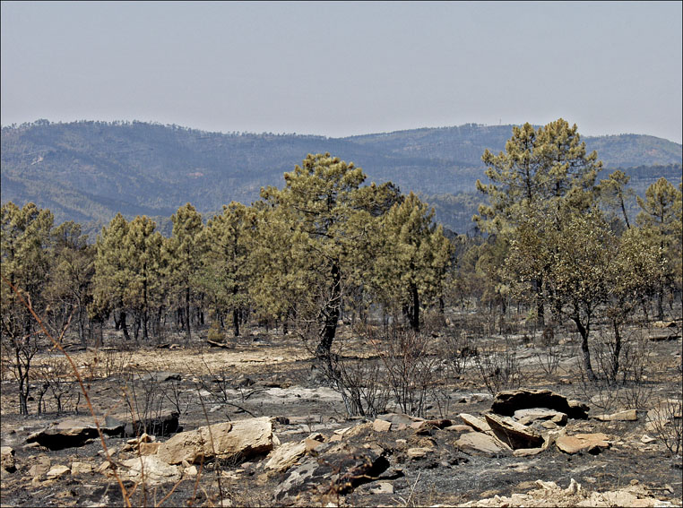 Foto de Alto Tajo (Guadalajara), España
