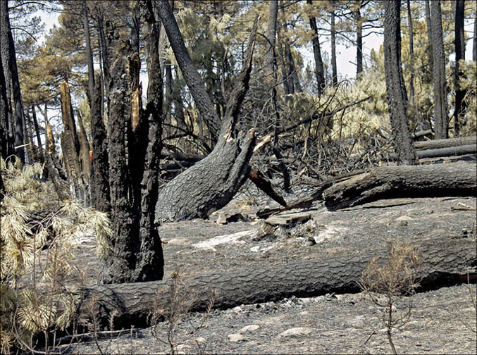 Foto de Alto Tajo (Guadalajara), España
