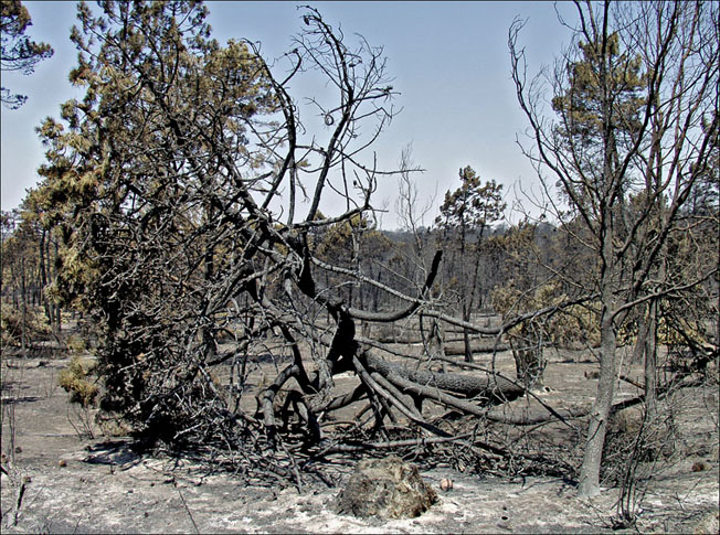 Foto de Alto Tajo (Guadalajara), España