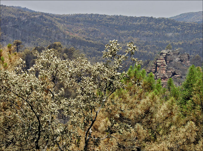 Foto de Alto Tajo (Guadalajara), España