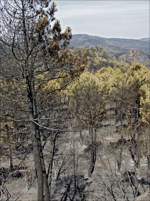 Foto de Alto Tajo (Guadalajara), España