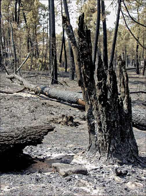 Foto de Alto Tajo (Guadalajara), España