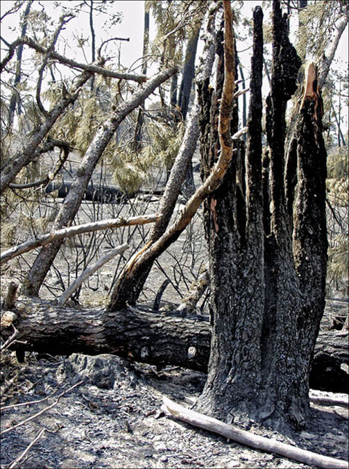 Foto de Alto Tajo (Guadalajara), España
