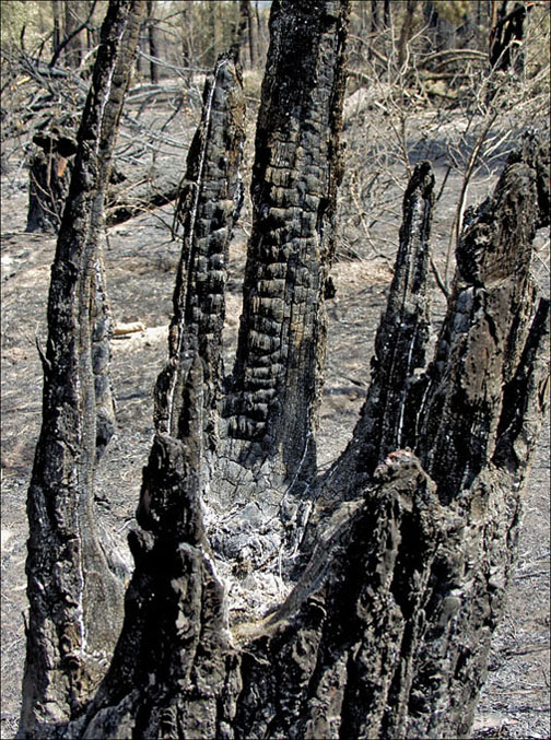 Foto de Alto Tajo (Guadalajara), España