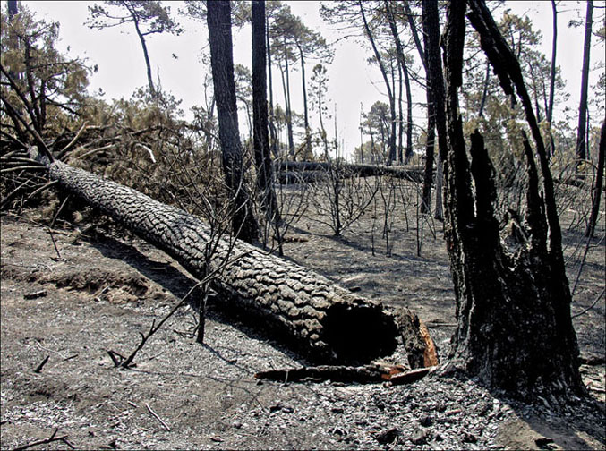 Foto de Alto Tajo (Guadalajara), España