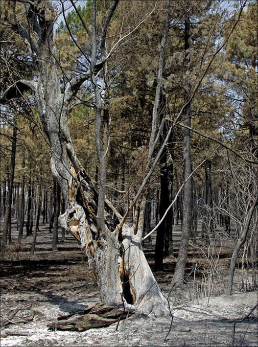 Foto de Alto Tajo (Guadalajara), España