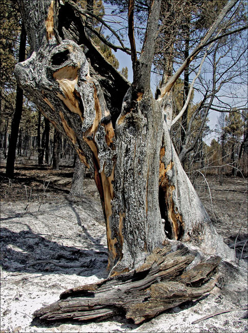 Foto de Alto Tajo (Guadalajara), España
