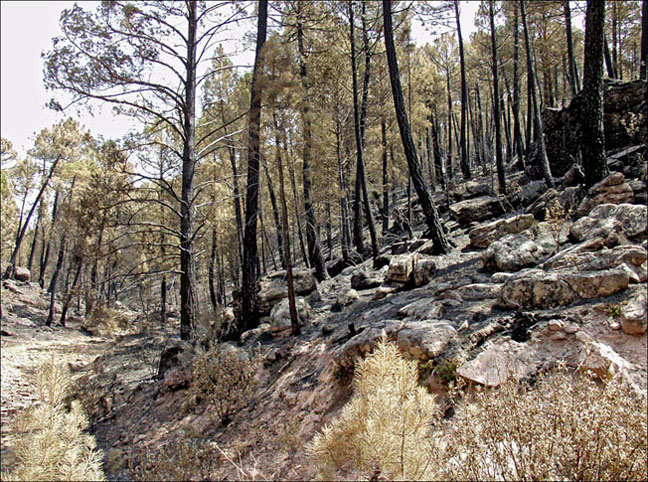 Foto de Alto Tajo (Guadalajara), España
