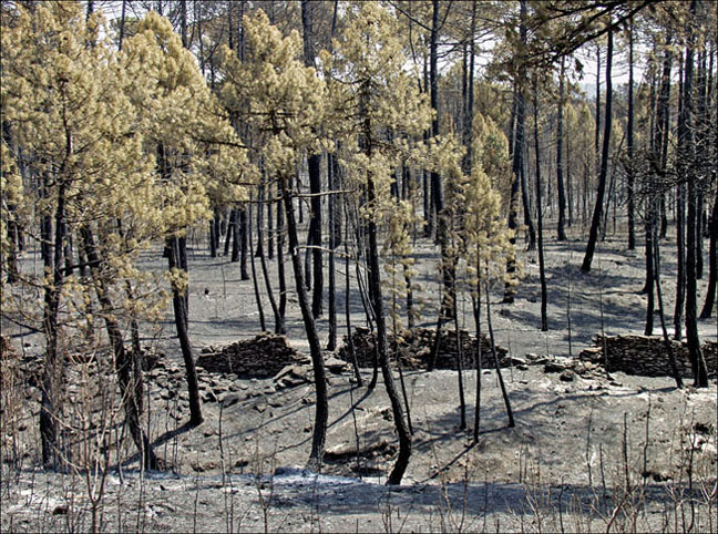 Foto de Alto Tajo (Guadalajara), España