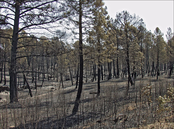 Foto de Alto Tajo (Guadalajara), España