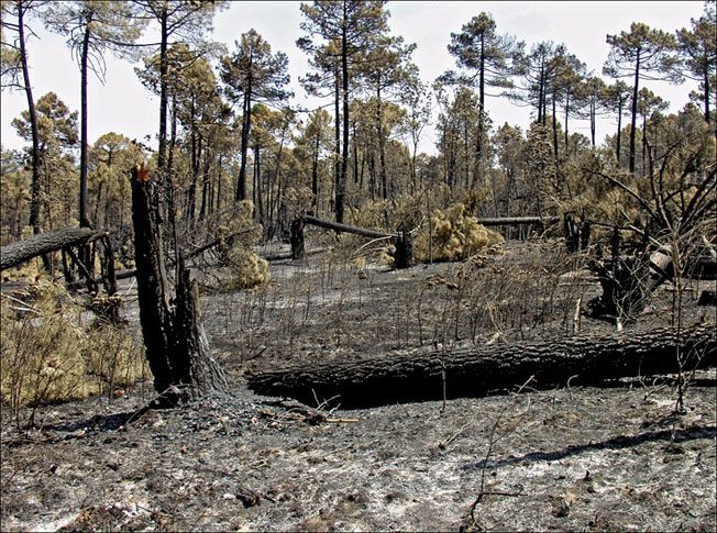 Foto de Alto Tajo (Guadalajara), España