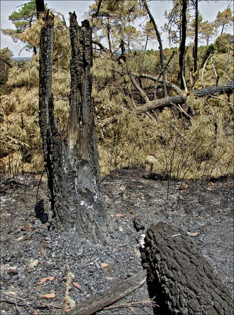 Foto de Alto Tajo (Guadalajara), España