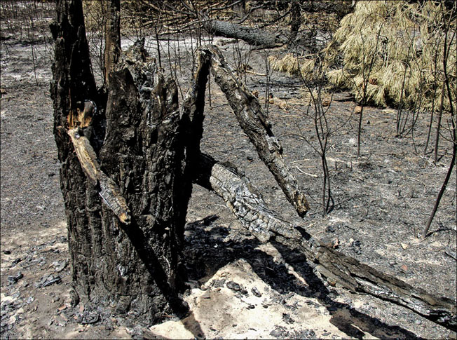 Foto de Alto Tajo (Guadalajara), España