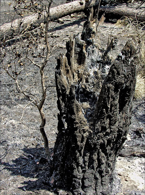 Foto de Alto Tajo (Guadalajara), España