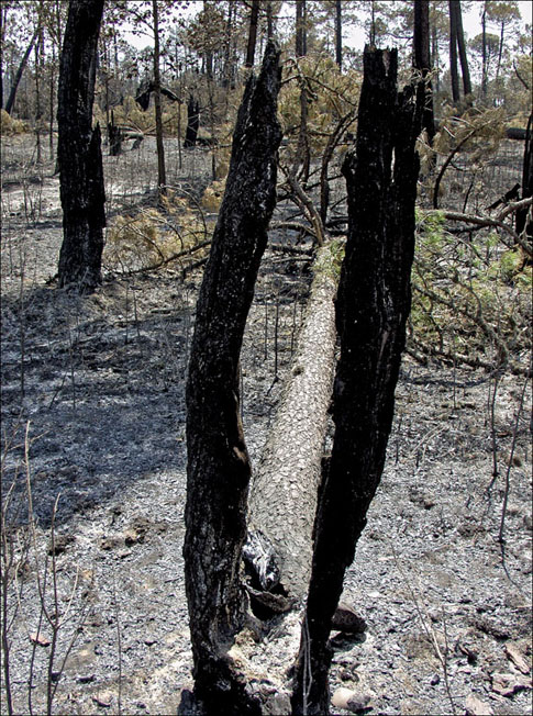 Foto de Alto Tajo (Guadalajara), España