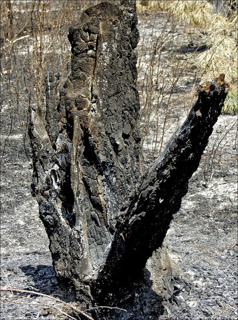 Foto de Alto Tajo (Guadalajara), España
