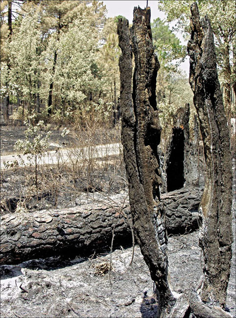 Foto de Alto Tajo (Guadalajara), España