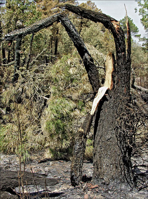 Foto de Alto Tajo (Guadalajara), España