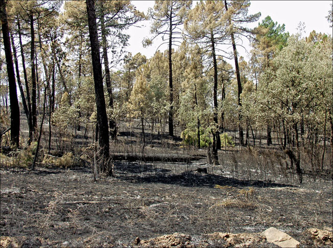 Foto de Alto Tajo (Guadalajara), España