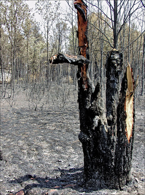 Foto de Alto Tajo (Guadalajara), España