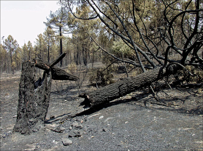 Foto de Alto Tajo (Guadalajara), España