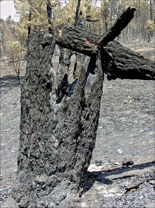 Foto de Alto Tajo (Guadalajara), España