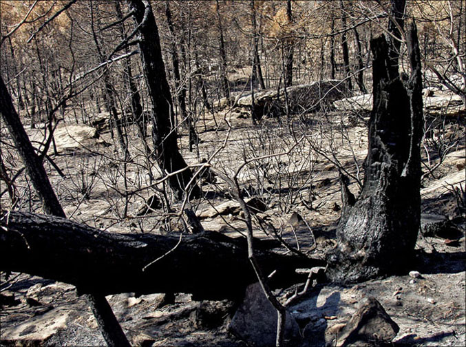 Foto de Alto Tajo (Guadalajara), España