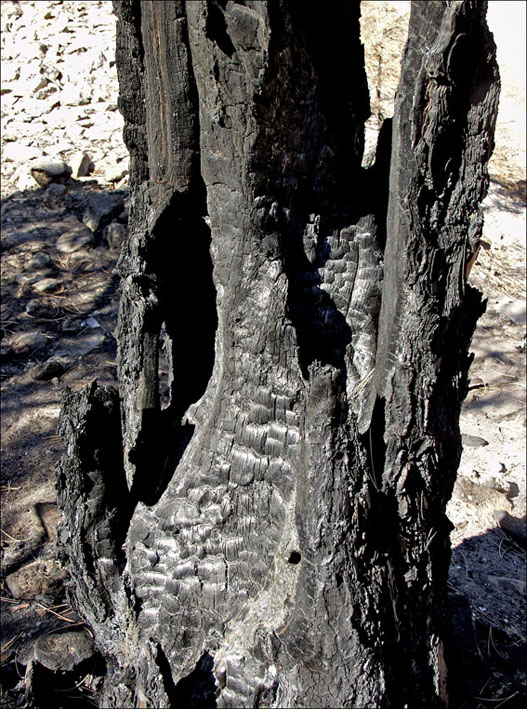 Foto de Alto Tajo (Guadalajara), España