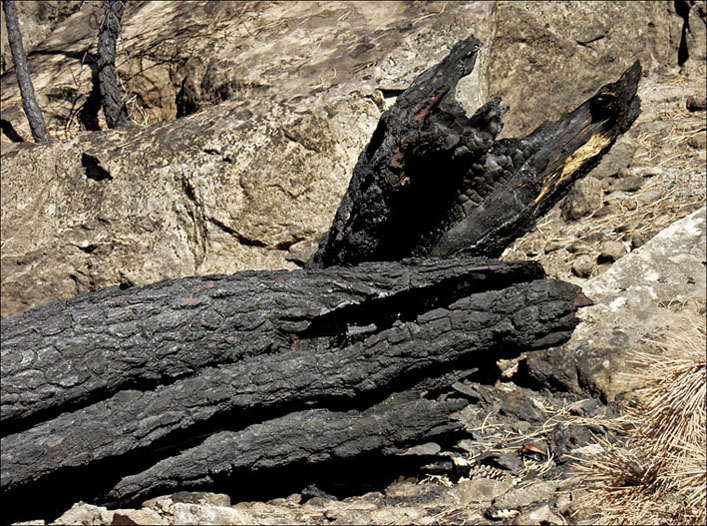 Foto de Alto Tajo (Guadalajara), España