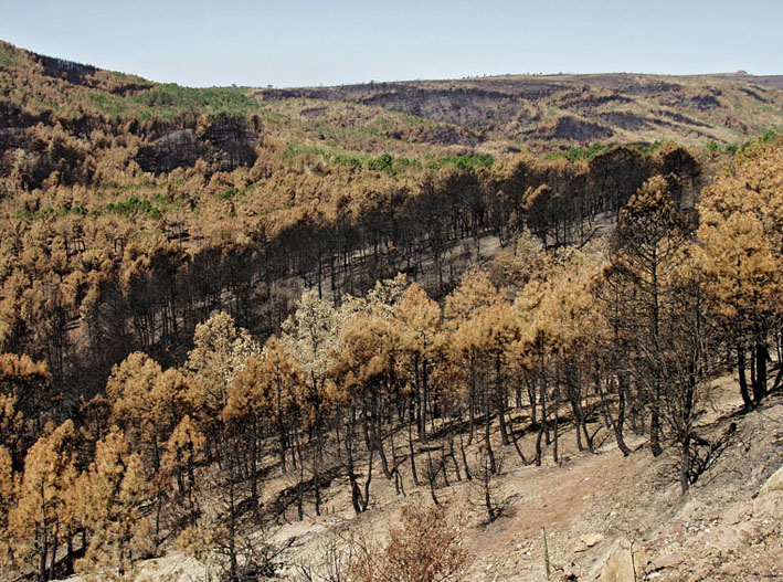 Foto de Alto Tajo (Guadalajara), España