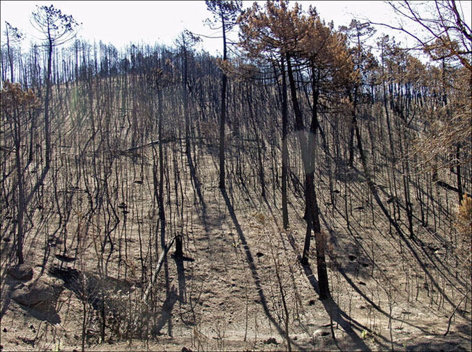Foto de Alto Tajo (Guadalajara), España