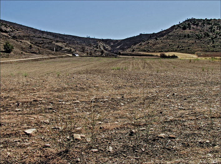 Foto de Alto Tajo (Guadalajara), España