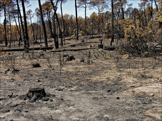 Foto de Alto Tajo (Guadalajara), España
