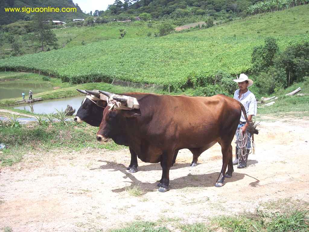 Foto de El Zapote, Honduras
