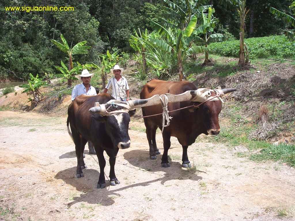 Foto de El Zapote, Honduras