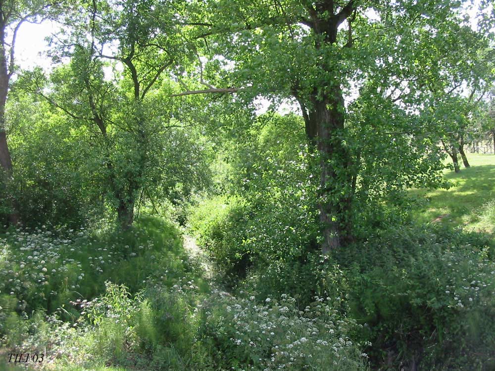 Foto de Oviedo (Asturias), España