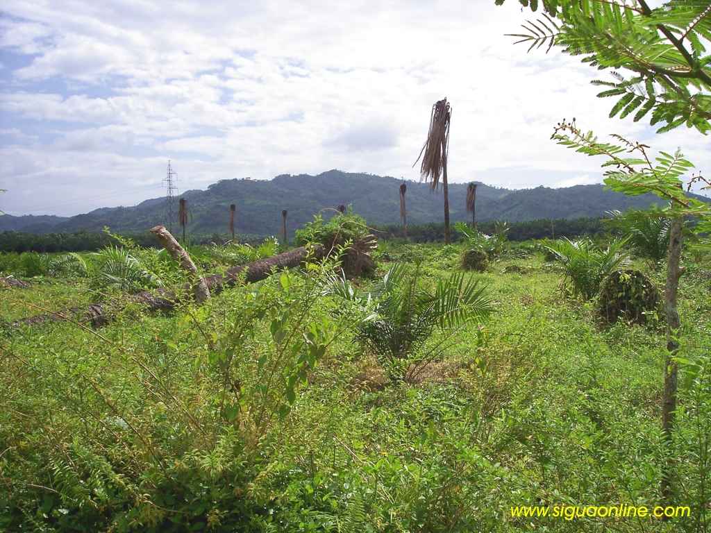 Foto de Tela, Atlántida, Honduras