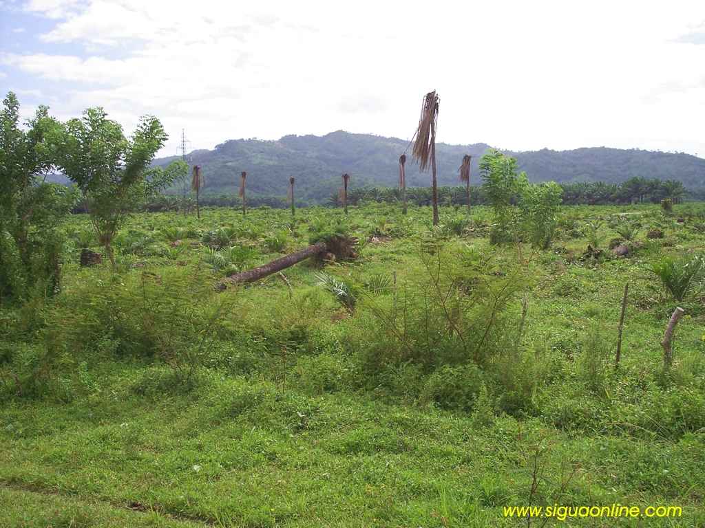 Foto de Tela, Atlántida, Honduras