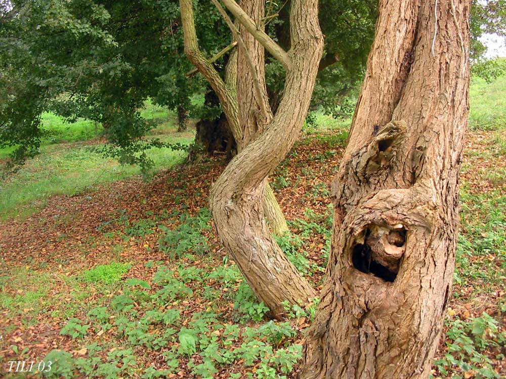 Foto de Oviedo (Asturias), España
