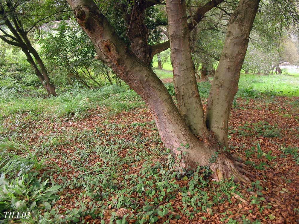 Foto de Oviedo (Asturias), España