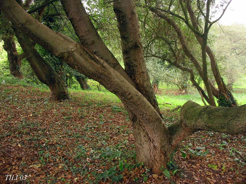 Foto de Oviedo (Asturias), España