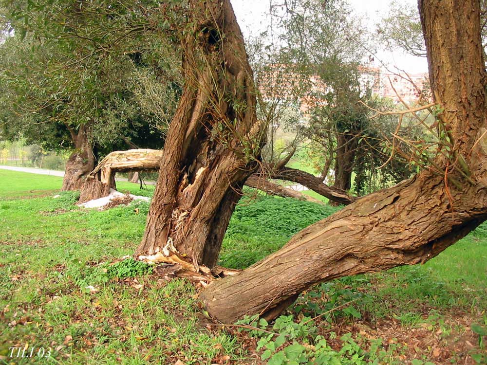 Foto de Oviedo (Asturias), España