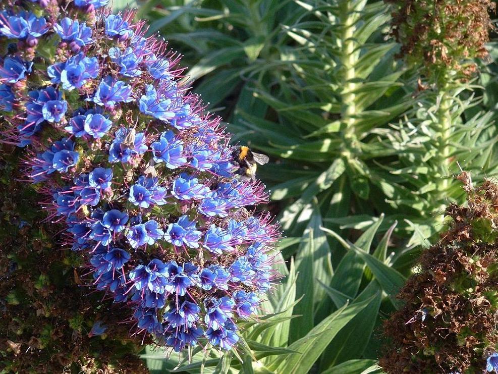 Foto de Algarrobo, Chile