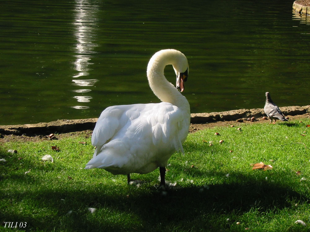 Foto de Oviedo (Asturias), España