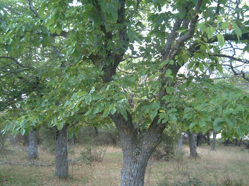 Foto de Ólvega (Soria), España