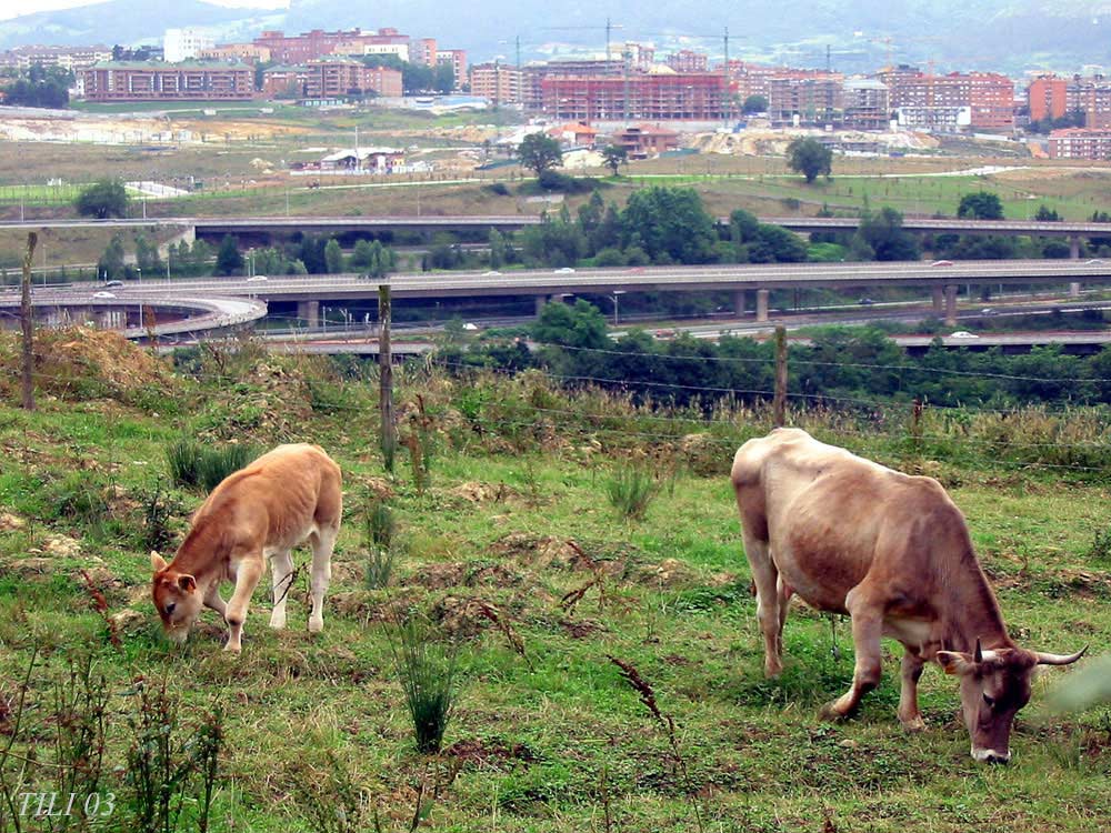 Foto de La Manjoya (Asturias), España