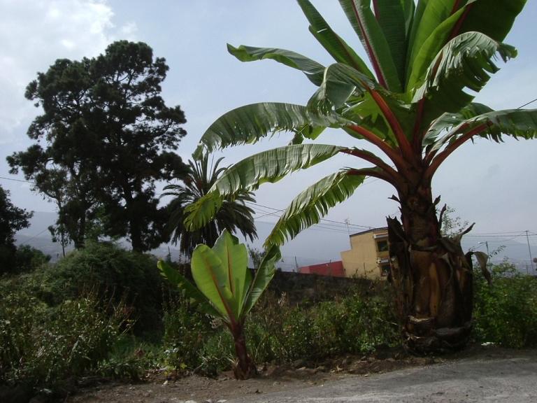 Foto de Tenerife (Santa Cruz de Tenerife), España