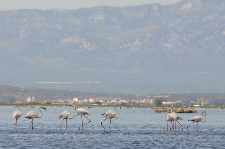 Foto de Delta del Ebro (Tarragona), España